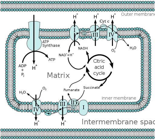 Compare Electron Transport Chain in Prokaryotes and Eukaryotes - What's the difference?