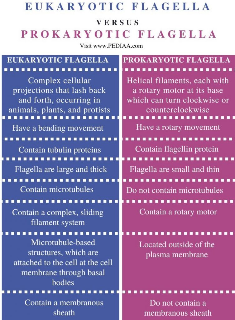 what-is-the-difference-between-eukaryotic-and-prokaryotic-flagella