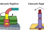 Eukaryotic vs Prokaryotic Flagella