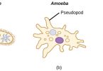Compare Flagella and Sarcodina