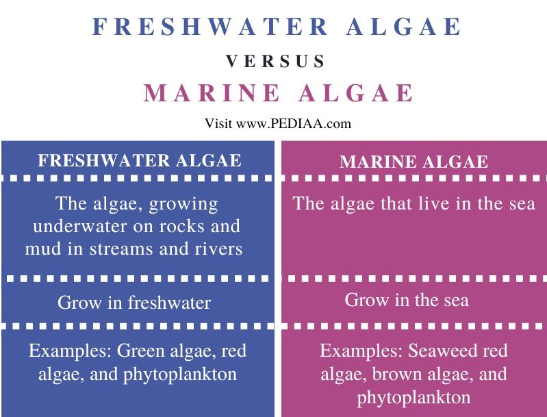 Freshwater Algae vs Marine Algae - Comparison Sumamry