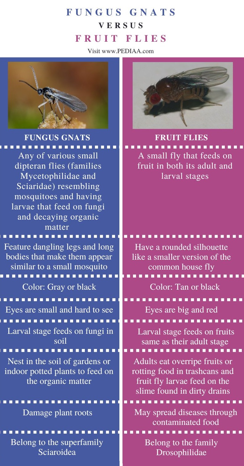 Fungus Gnats vs Fruit Flies - Comparison Summary