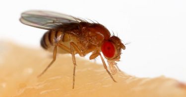 Compare Fungus Gnats and Fruit Flies - What's the difference?