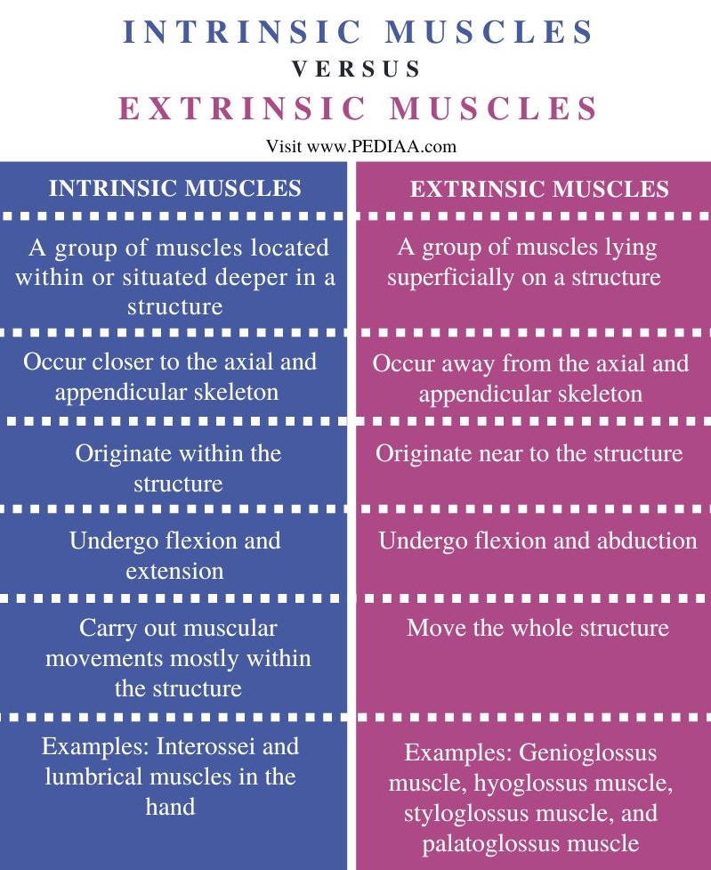Intrinsic vs Extrinsic Muscles - Comparison Summary