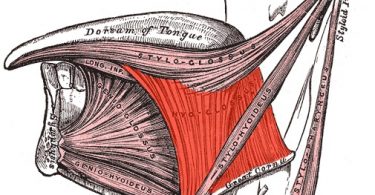 Intrinsic vs Extrinsic Muscles