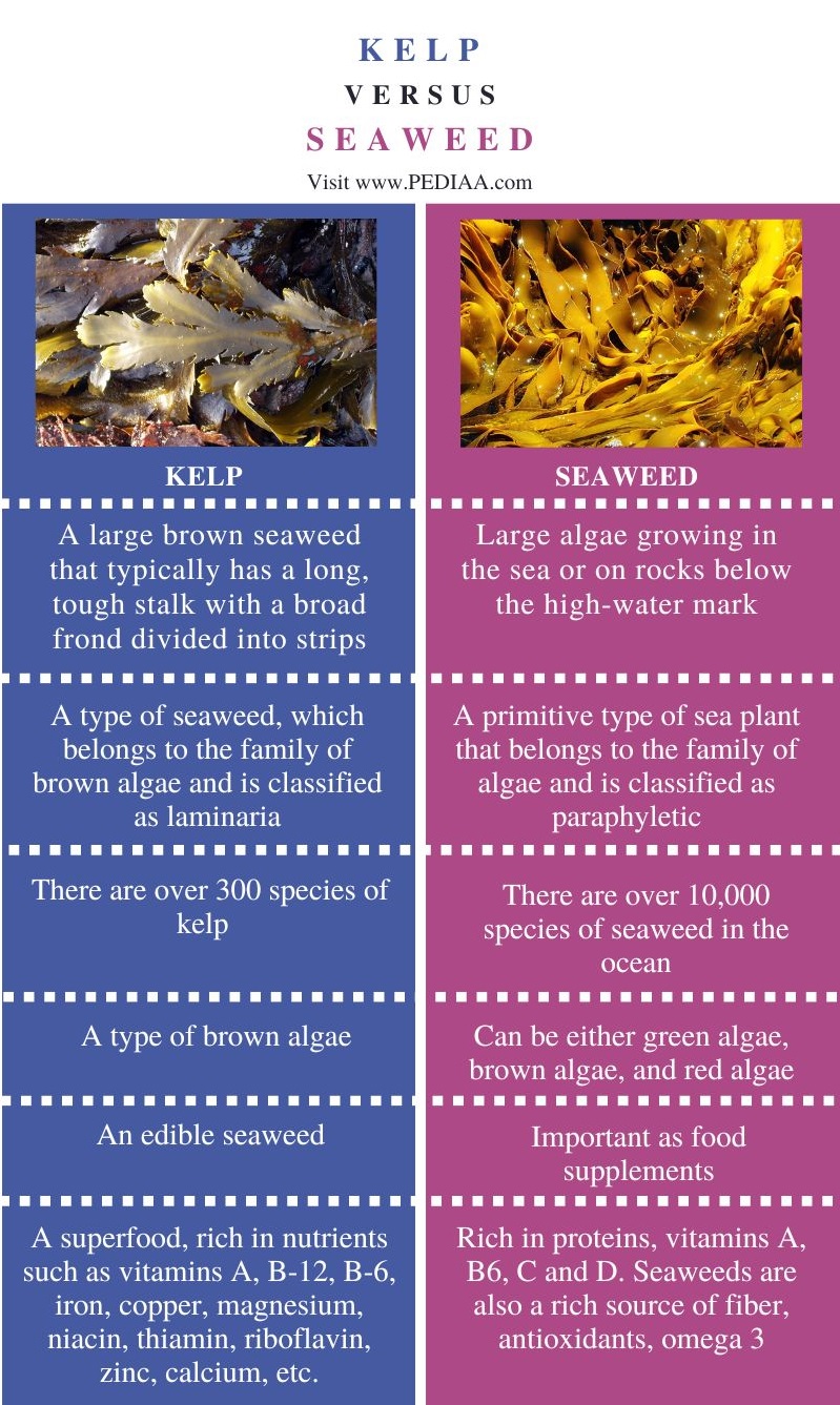 Kelp vs Seaweed - Comparison Summary
