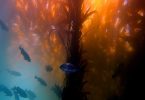 Compare Kelp and Seaweed - What's the difference?
