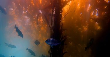 Compare Kelp and Seaweed - What's the difference?