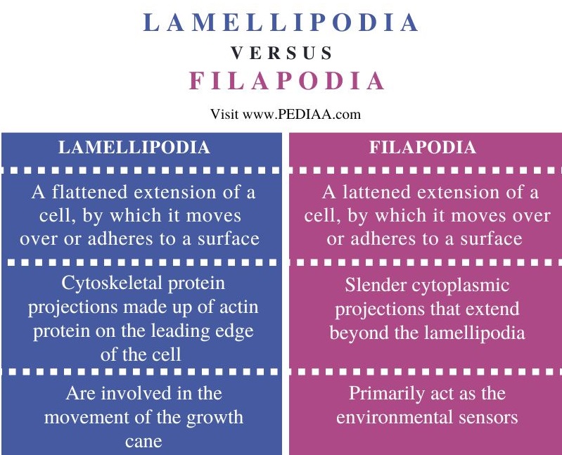 Lamellipodia vs Filopodia - Comparison Summary