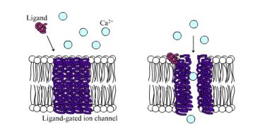Compare Ligand-Gated Ion Channels and G-Protein Coupled Receptors