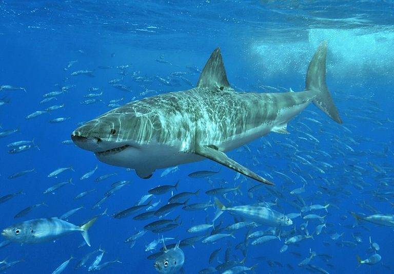 Difference Between Genus And Species Definition Criteria Difference Between Genus And Species Definition Criteria