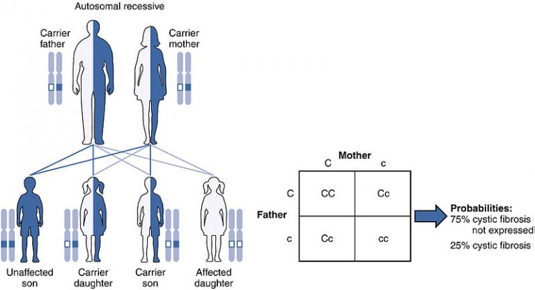 what-is-the-difference-between-monogenic-and-polygenic-inheritance