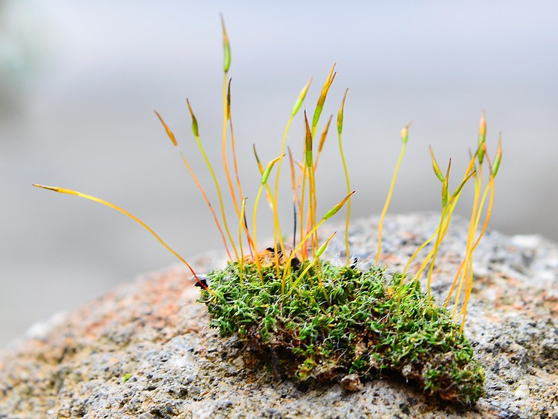 Compare Moss and Mold - What's the difference?