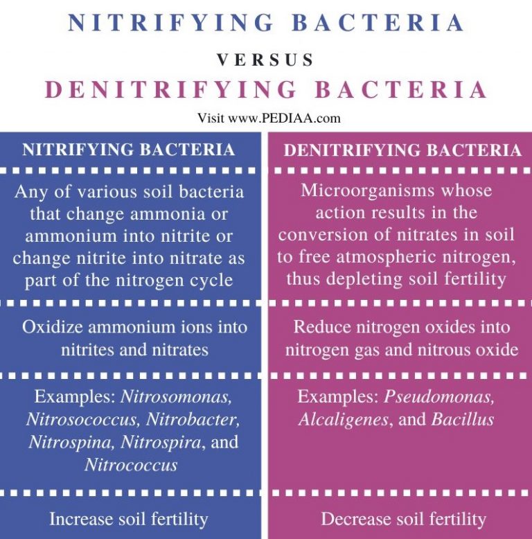 what-is-the-difference-between-nitrifying-and-denitrifying-bacteria