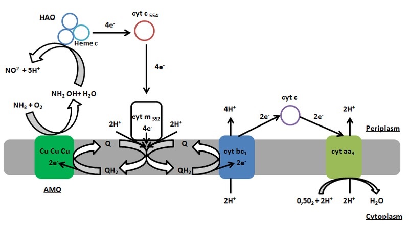 what-is-the-difference-between-nitrifying-and-denitrifying-bacteria