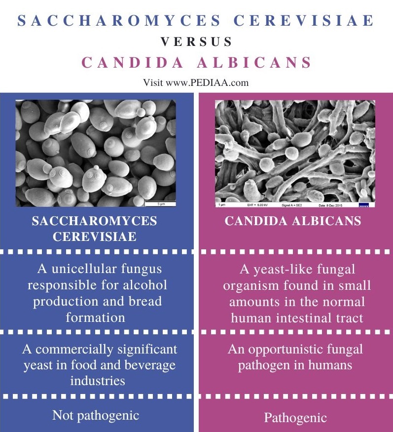 Saccharomyces Cerevisiae and Candida Albicans - Comparison Summary