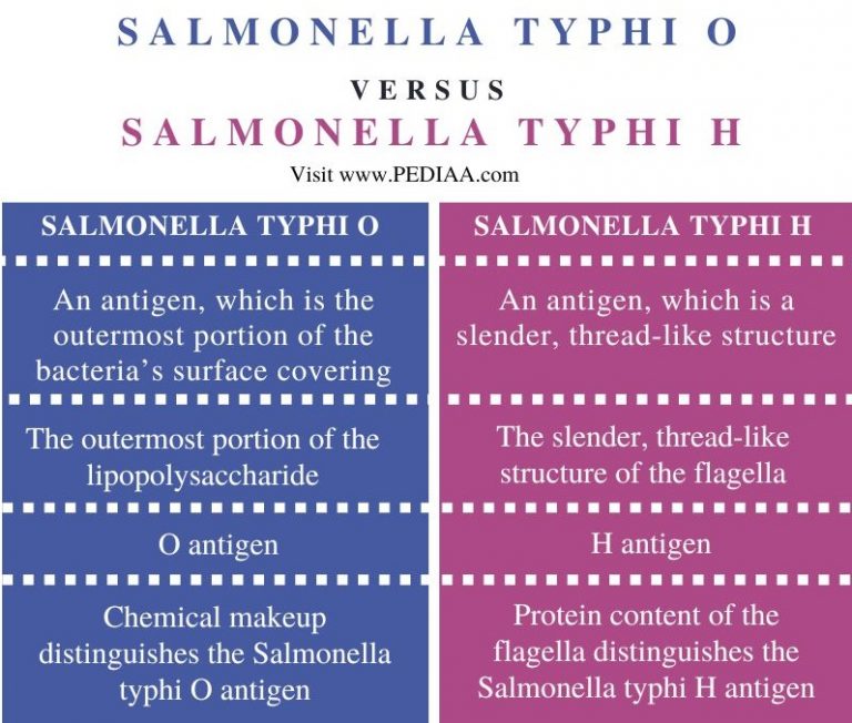 what-is-the-difference-between-salmonella-typhi-o-and-h-pediaa-com