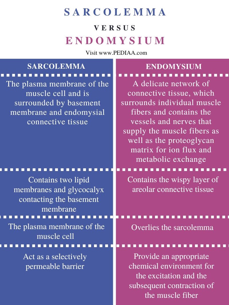 Sarcolemma vs Endomysium -  Comparison Summary