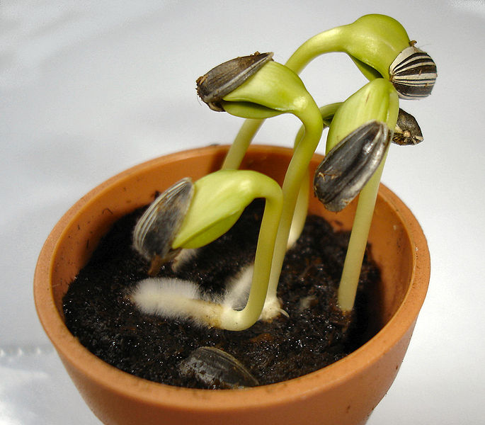  Sprouting vs  Germination