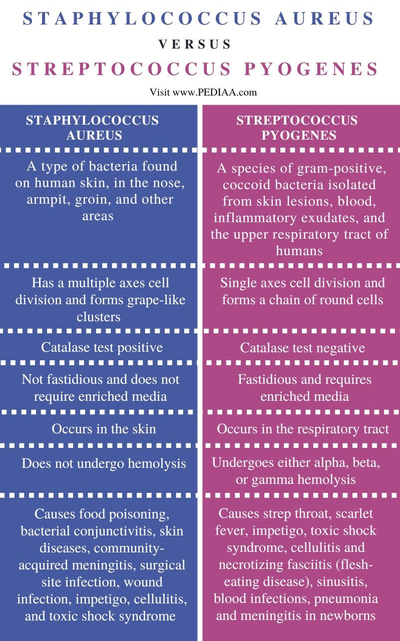 what-is-the-difference-between-staphylococcus-aureus-and-streptococcus