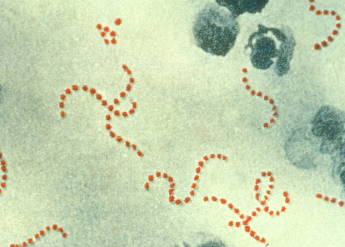 Staphylococcus Aureus vs Streptococcus Pyogenes
