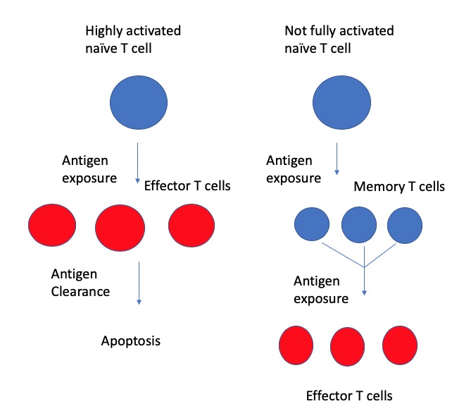 What Is The Difference Between T Memory Cells And B Memory Cells ...