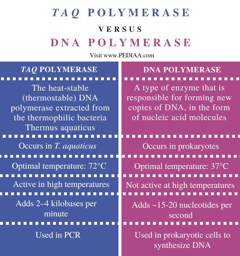 Taq Polymerase and DNA Polymerase - Comparison Summary