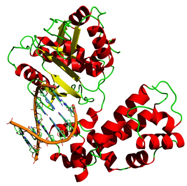 Taq Polymerase vs DNA Polymerase