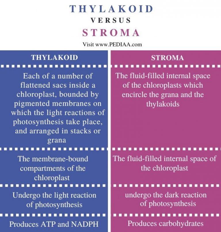 What is the Difference Between Thylakoid and Stroma