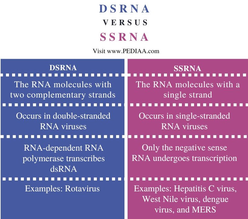 dsRNA vs ssRNA - Comparison Summary