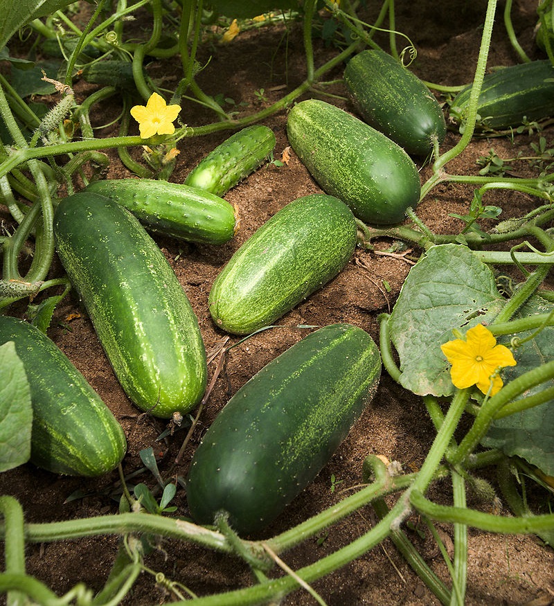 Compare Zucchini and Cucumber - What's the difference?