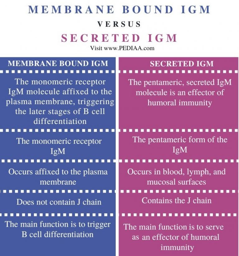 what-is-the-difference-between-membrane-bound-and-secreted-igm-pediaa-com