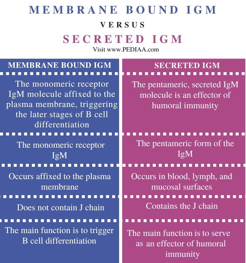 Difference Between Membrane Bound and Secreted IgM - Comparison Summary