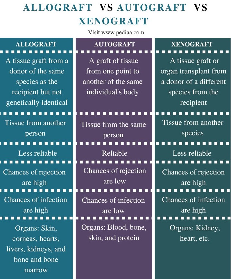 What is the Difference Between Allograft Autograft and Xenograft