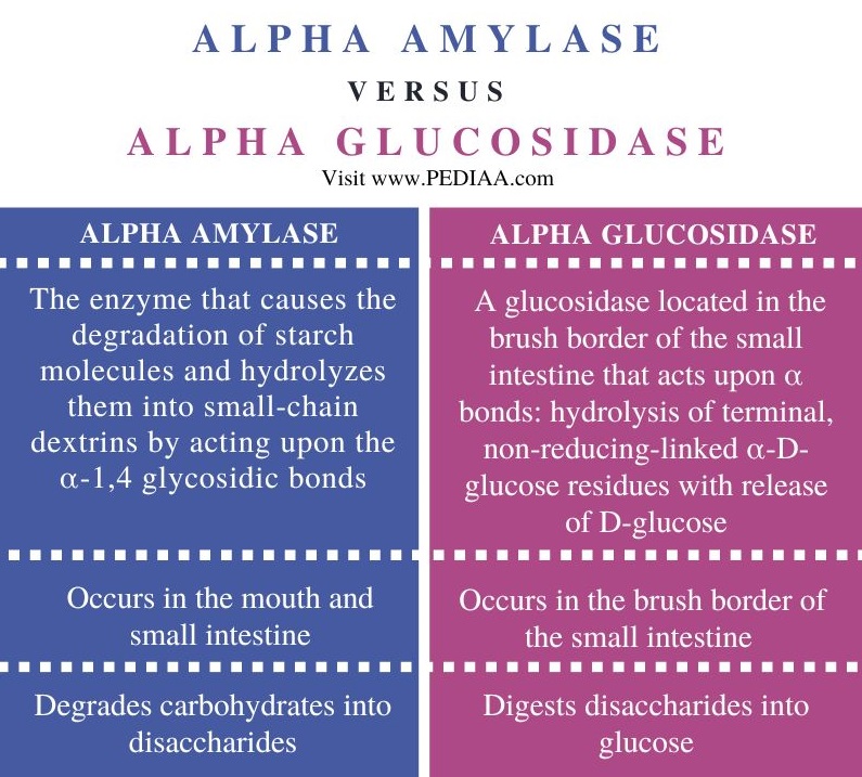 Alpha Amylase vs Alpha Glucosidase - Comparison Summary