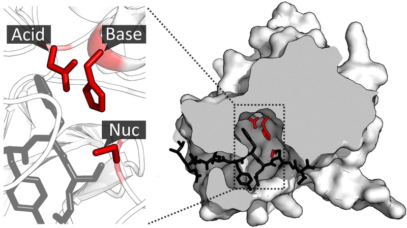 binding site vs active site