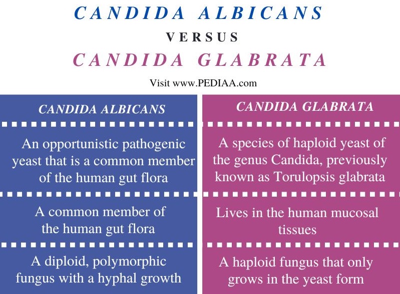 pdf-candida-glabrata