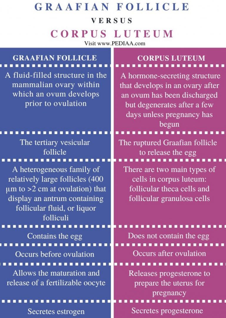 What is the Difference Between Graafian Follicle and Corpus Luteum ...