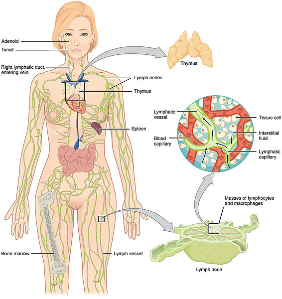 Compare Lymphatic System and Blood Circulatory System - What is the Difference