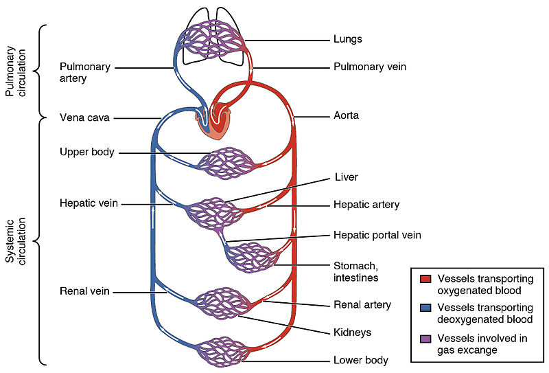 Lymphatic System vs Blood Circulatory System