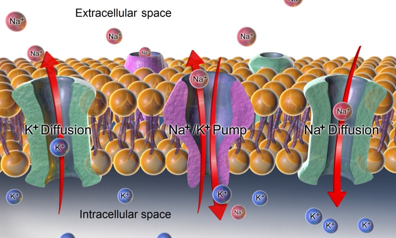 what-is-the-difference-between-membrane-potential-and-action-potential