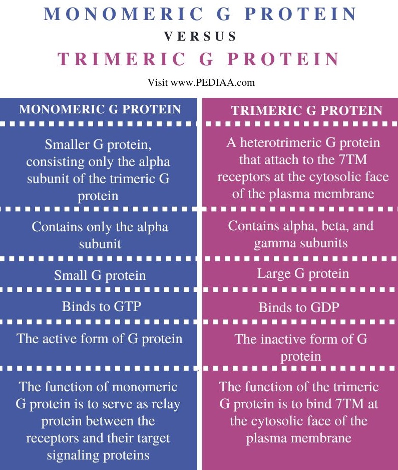 Monomeric vs Trimeric G Protein - Comparison Summary