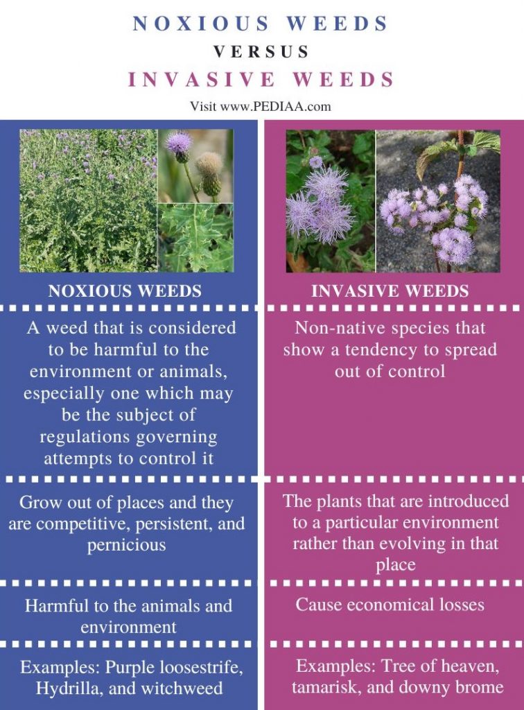 What is the Difference Between Noxious and Invasive Weeds