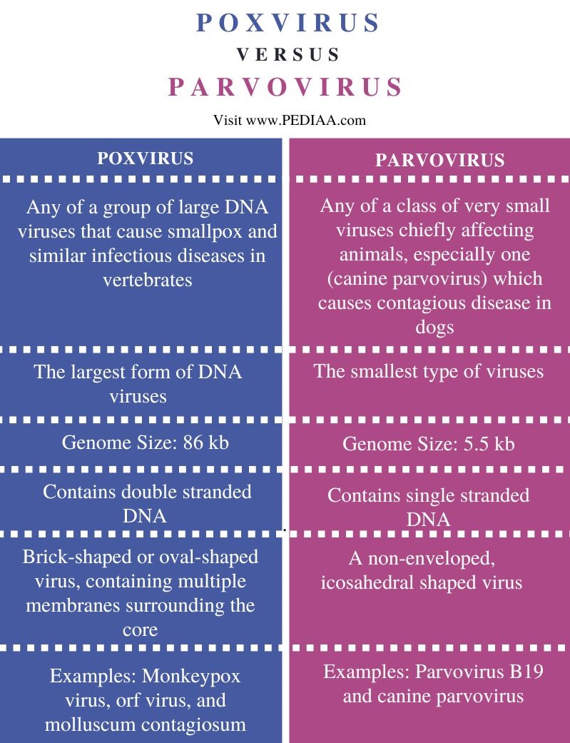 what-is-the-difference-between-poxvirus-and-parvovirus-pediaa-com