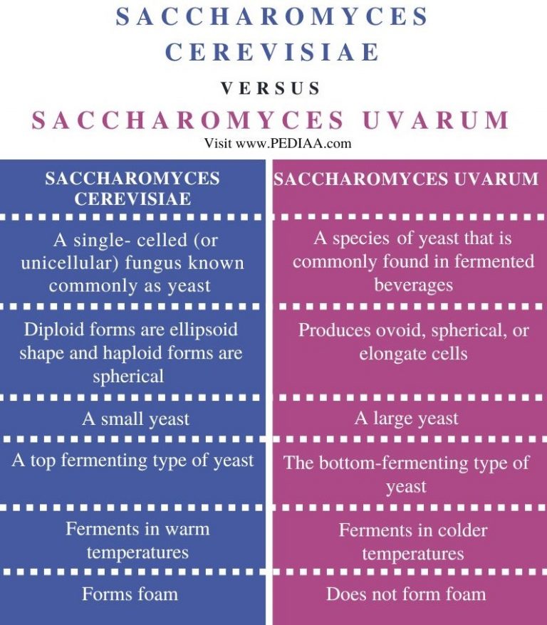 What is the Difference Between Saccharomyces Cerevisiae and