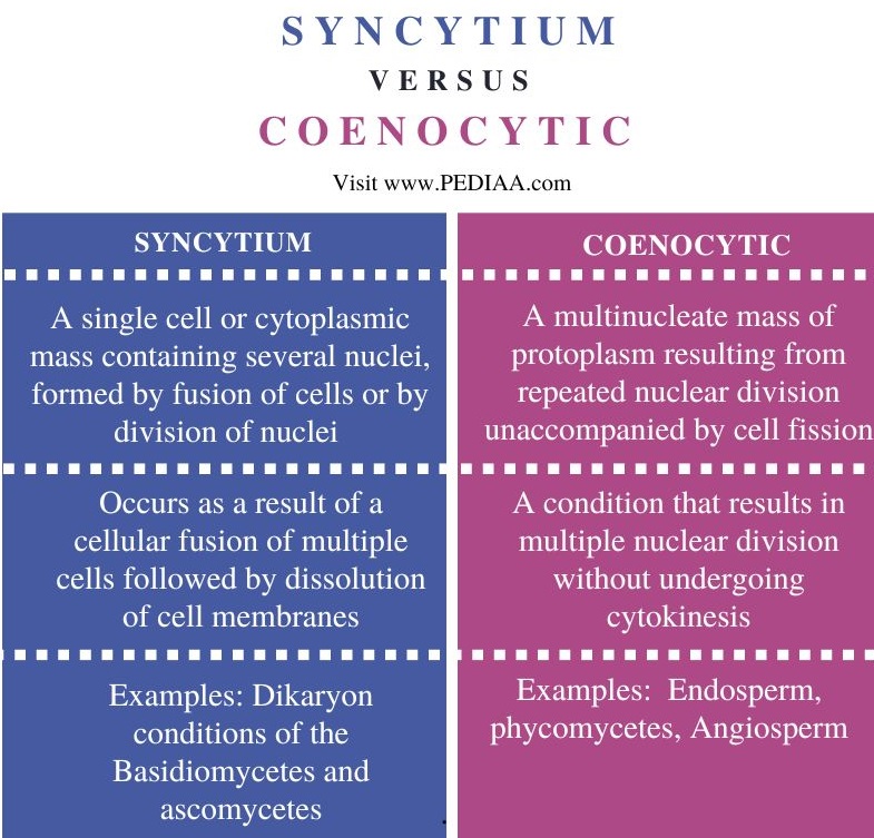 Syncytium vs Coenocytic - Comparison Summary