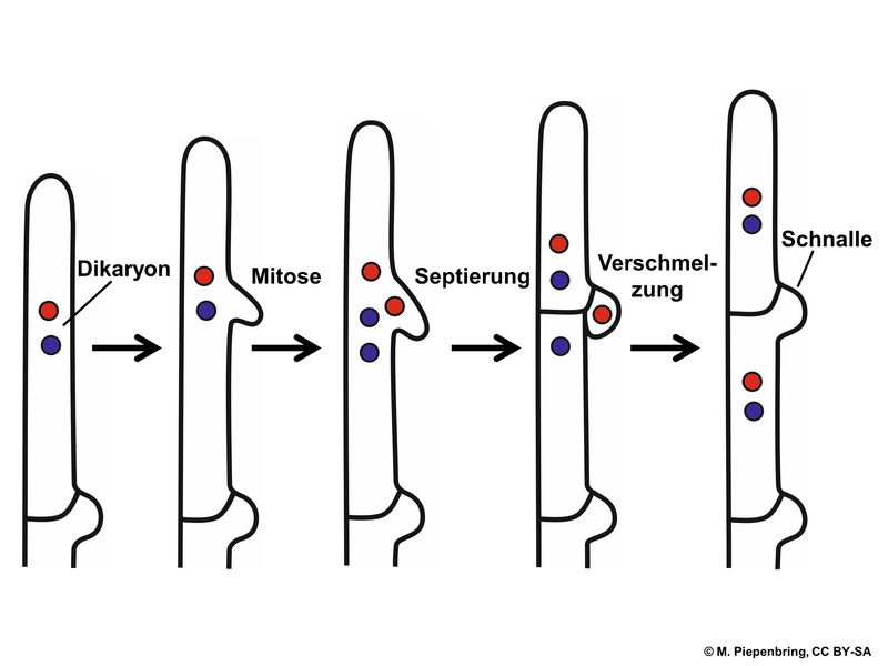 Syncytium vs Coenocytic