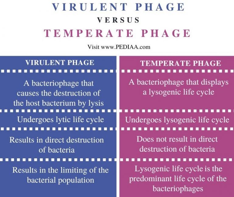 what-is-the-difference-between-virulent-and-temperate-phage-pediaa-com