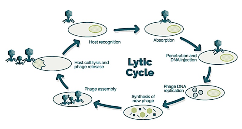 What is the Difference Between Virulent and Temperate Phage - Pediaa.Com