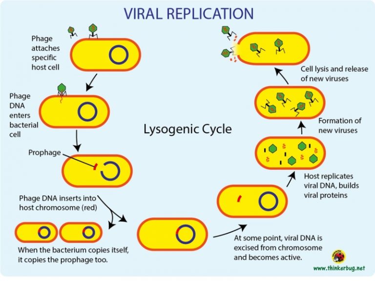 What is the Difference Between Virulent and Temperate Phage - Pediaa.Com